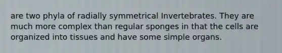 are two phyla of radially symmetrical Invertebrates. They are much more complex than regular sponges in that the cells are organized into tissues and have some simple organs.