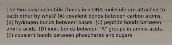 The two polynucleotide chains in a DNA molecule are attached to each other by what? (A) covalent bonds between carbon atoms. (B) hydrogen bonds between bases. (C) peptide bonds between amino acids. (D) ionic bonds between "R" groups in amino acids. (E) covalent bonds between phosphates and sugars