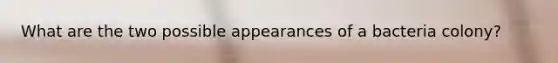 What are the two possible appearances of a bacteria colony?
