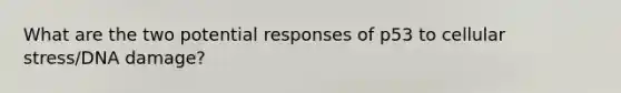 What are the two potential responses of p53 to cellular stress/DNA damage?