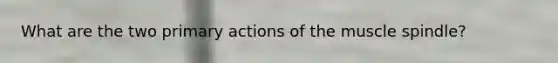 What are the two primary actions of the muscle spindle?