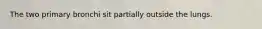 The two primary bronchi sit partially outside the lungs.