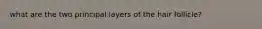what are the two principal layers of the hair follicle?