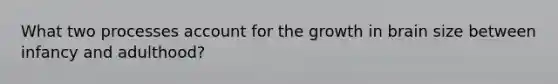 What two processes account for the growth in brain size between infancy and adulthood?