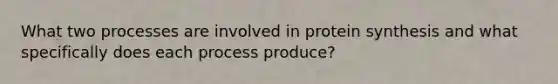 What two processes are involved in protein synthesis and what specifically does each process produce?