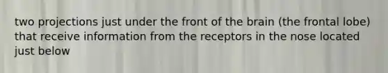 two projections just under the front of the brain (the frontal lobe) that receive information from the receptors in the nose located just below