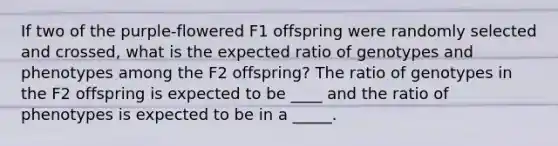 If two of the purple-flowered F1 offspring were randomly selected and crossed, what is the expected ratio of genotypes and phenotypes among the F2 offspring? The ratio of genotypes in the F2 offspring is expected to be ____ and the ratio of phenotypes is expected to be in a _____.