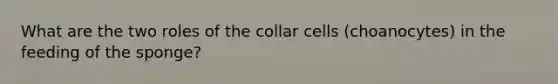 What are the two roles of the collar cells (choanocytes) in the feeding of the sponge?