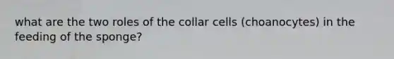 what are the two roles of the collar cells (choanocytes) in the feeding of the sponge?