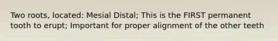 Two roots, located: Mesial Distal; This is the FIRST permanent tooth to erupt; Important for proper alignment of the other teeth