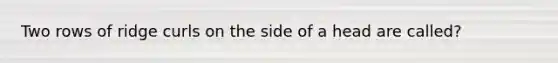 Two rows of ridge curls on the side of a head are called?