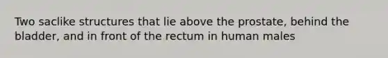 Two saclike structures that lie above the prostate, behind the bladder, and in front of the rectum in human males