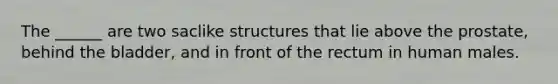 The ______ are two saclike structures that lie above the prostate, behind the bladder, and in front of the rectum in human males.