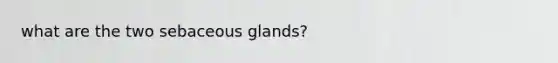 what are the two sebaceous glands?