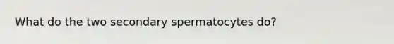 What do the two secondary spermatocytes do?