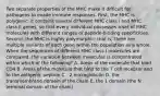 Two separate properties of the MHC make it difficult for pathogens to evade immune responses. First, the MHC is polygenic: it contains several different MHC class I and MHC class II genes, so that every individual possesses a set of MHC molecules with different ranges of peptide-binding specificities. Second, the MHC is highly polymorphic; that is, there are multiple variants of each gene within the population as a whole. When the sequences of different MHC class I molecules are compared, the variation between molecules is concentrated within which of the following? A. Areas of the molecule that bind CD4 B. Areas of the molecule that bind to the T cell receptor and to the antigenic peptide C. -2 microglobulin D. the transmembrane domain of the chain E. the 1 domain (the N terminal domain of the chain)