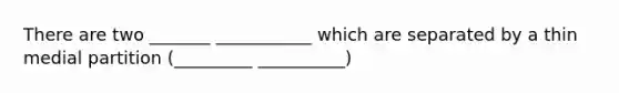 There are two _______ ___________ which are separated by a thin medial partition (_________ __________)