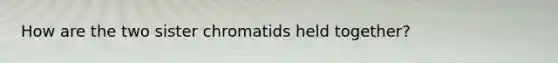 How are the two sister chromatids held together?