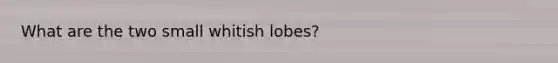 What are the two small whitish lobes?