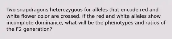 Two snapdragons heterozygous for alleles that encode red and white flower color are crossed. If the red and white alleles show incomplete dominance, what will be the phenotypes and ratios of the F2 generation?