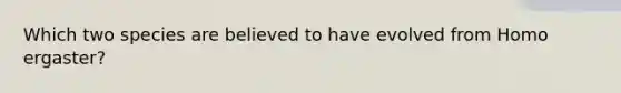 Which two species are believed to have evolved from Homo ergaster?