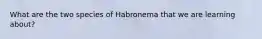 What are the two species of Habronema that we are learning about?