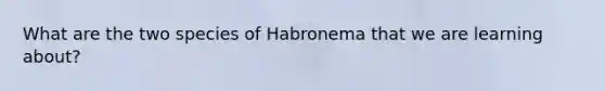 What are the two species of Habronema that we are learning about?