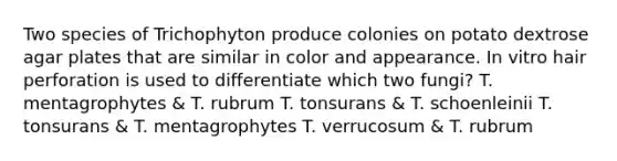 Two species of Trichophyton produce colonies on potato dextrose agar plates that are similar in color and appearance. In vitro hair perforation is used to differentiate which two fungi? T. mentagrophytes & T. rubrum T. tonsurans & T. schoenleinii T. tonsurans & T. mentagrophytes T. verrucosum & T. rubrum