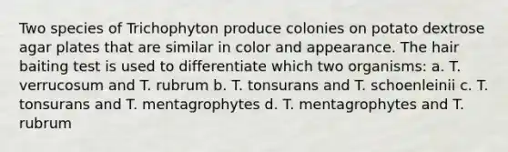 Two species of Trichophyton produce colonies on potato dextrose agar plates that are similar in color and appearance. The hair baiting test is used to differentiate which two organisms: a. T. verrucosum and T. rubrum b. T. tonsurans and T. schoenleinii c. T. tonsurans and T. mentagrophytes d. T. mentagrophytes and T. rubrum