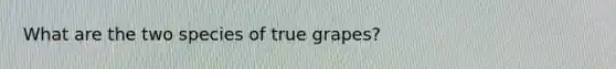 What are the two species of true grapes?