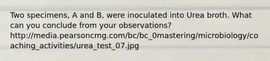 Two specimens, A and B, were inoculated into Urea broth. What can you conclude from your observations? http://media.pearsoncmg.com/bc/bc_0mastering/microbiology/coaching_activities/urea_test_07.jpg