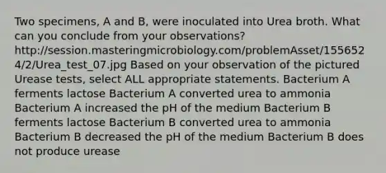 Two specimens, A and B, were inoculated into Urea broth. What can you conclude from your observations? http://session.masteringmicrobiology.com/problemAsset/1556524/2/Urea_test_07.jpg Based on your observation of the pictured Urease tests, select ALL appropriate statements. Bacterium A ferments lactose Bacterium A converted urea to ammonia Bacterium A increased the pH of the medium Bacterium B ferments lactose Bacterium B converted urea to ammonia Bacterium B decreased the pH of the medium Bacterium B does not produce urease