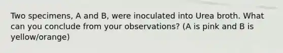 Two specimens, A and B, were inoculated into Urea broth. What can you conclude from your observations? (A is pink and B is yellow/orange)