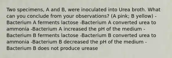 Two specimens, A and B, were inoculated into Urea broth. What can you conclude from your observations? (A pink; B yellow) -Bacterium A ferments lactose -Bacterium A converted urea to ammonia -Bacterium A increased the pH of the medium -Bacterium B ferments lactose -Bacterium B converted urea to ammonia -Bacterium B decreased the pH of the medium -Bacterium B does not produce urease