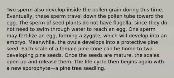 Two sperm also develop inside the pollen grain during this time. Eventually, these sperm travel down the pollen tube toward the egg. The sperm of seed plants do not have flagella, since they do not need to swim through water to reach an egg. One sperm may fertilize an egg, forming a zygote, which will develop into an embryo. Meanwhile, the ovule develops into a protective pine seed. Each scale of a female pine cone can be home to two developing pine seeds. Once the seeds are mature, the scales open up and release them. The life cycle then begins again with a new sporophyte—a pine tree seedling.