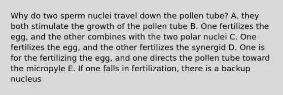 Why do two sperm nuclei travel down the pollen tube? A. they both stimulate the growth of the pollen tube B. One fertilizes the egg, and the other combines with the two polar nuclei C. One fertilizes the egg, and the other fertilizes the synergid D. One is for the fertilizing the egg, and one directs the pollen tube toward the micropyle E. If one falls in fertilization, there is a backup nucleus