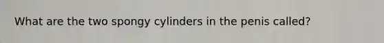 What are the two spongy cylinders in the penis called?