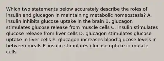 Which two statements below accurately describe the roles of insulin and glucagon in maintaining metabolic homeostasis? A. insulin inhibits glucose uptake in the brain B. glucagon stimulates glucose release from muscle cells C. insulin stimulates glucose release from liver cells D. glucagon stimulates glucose uptake in liver cells E. glucagon increases blood glucose levels in between meals F. insulin stimulates glucose uptake in muscle cells