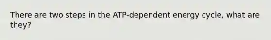 There are two steps in the ATP-dependent energy cycle, what are they?