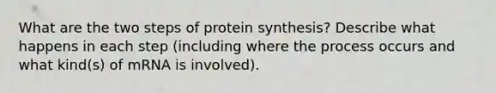 What are the two steps of protein synthesis? Describe what happens in each step (including where the process occurs and what kind(s) of mRNA is involved).