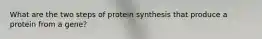 What are the two steps of protein synthesis that produce a protein from a gene?