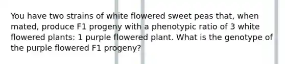 You have two strains of white flowered sweet peas that, when mated, produce F1 progeny with a phenotypic ratio of 3 white flowered plants: 1 purple flowered plant. What is the genotype of the purple flowered F1 progeny?