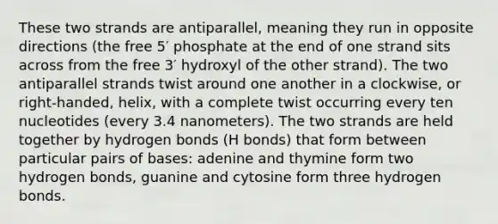 These two strands are antiparallel, meaning they run in opposite directions (the free 5′ phosphate at the end of one strand sits across from the free 3′ hydroxyl of the other strand). The two antiparallel strands twist around one another in a clockwise, or right-handed, helix, with a complete twist occurring every ten nucleotides (every 3.4 nanometers). The two strands are held together by hydrogen bonds (H bonds) that form between particular pairs of bases: adenine and thymine form two hydrogen bonds, guanine and cytosine form three hydrogen bonds.