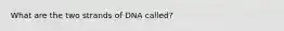 What are the two strands of DNA called?