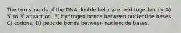 The two strands of the DNA double helix are held together by A) 5ʹ to 3ʹ attraction. B) hydrogen bonds between nucleotide bases. C) codons. D) peptide bonds between nucleotide bases.