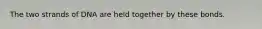 The two strands of DNA are held together by these bonds.