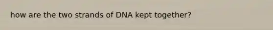 how are the two strands of DNA kept together?