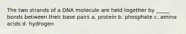 The two strands of a DNA molecule are held together by _____ bonds between their base pairs a. protein b. phosphate c. amino acids d. hydrogen