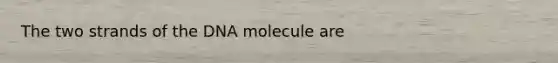 The two strands of the DNA molecule are