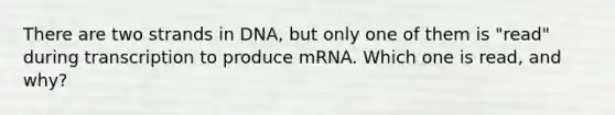 There are two strands in DNA, but only one of them is "read" during transcription to produce mRNA. Which one is read, and why?